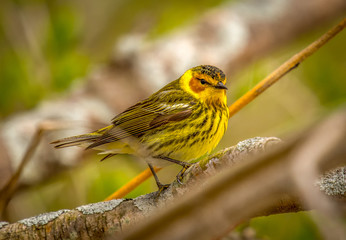 Canvas Print - Beautiful Male Cape May Warbler