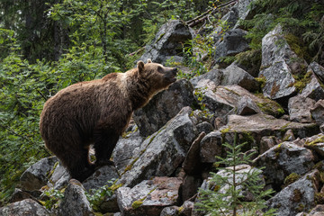 Wall Mural - Large predator Brown bear, Ursus arctos sniffing in a summery Finnish taiga forest, Northern Europe. 