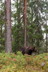 Wall Mural - Large carnivore Brown bear, Ursus arctos wandering around and looking for food in a summery Finnish taiga forest, Northern Europe. 