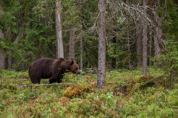 Wall Mural - Large carnivore Brown bear, Ursus arctos wandering around and looking for food in a summery Finnish taiga forest, Northern Europe. 