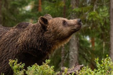 Wall Mural - Large predator Brown bear, Ursus arctos sniffing in a summery Finnish taiga forest, Northern Europe. 