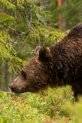 Wall Mural - Brown bear, Ursus arctos with small sincere eyes in Finnish taiga forest, Northern Europe. 
