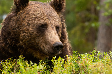 Wall Mural - Brown bear, Ursus arctos with small sincere eyes in Finnish taiga forest, Northern Europe. 