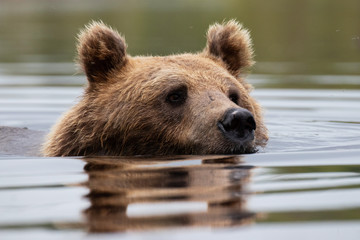 Wall Mural - Large carnivore Brown bear, Ursus arctos swimming in a summery bog lake in Northern Finland near Kuhmo. 