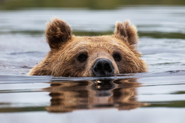 Wall Mural - Large carnivore Brown bear, Ursus arctos swimming in a summery bog lake in Northern Finland near Kuhmo. 