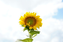 Sunflower Growing Tall In A Field. Not Yet Fully Opened. Beautiful Blue Sky And Clouds.