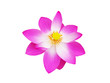 Pink lotus flower isolated on white backgound.