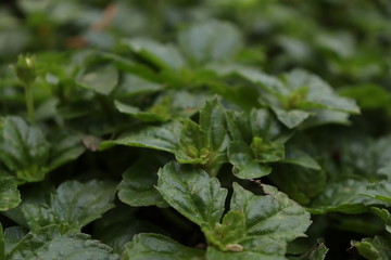 green leaves in the rain