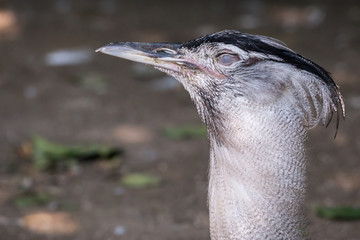 Kori Bustard Ardeotis Kori with white eye face close up