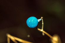 Blue Berry 