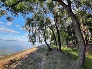 Wall Mural - Baltic landscape with forest and lake shore