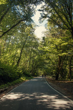 We Drive Along An Empty Paved Road With White Markings, Passing Through A Mixed Forest With Pines And Trees With Green Foliage On A Sunny Summer Day. People Walk In The Distance. Vertical Photo.