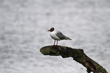 Wall Mural - black headed gull