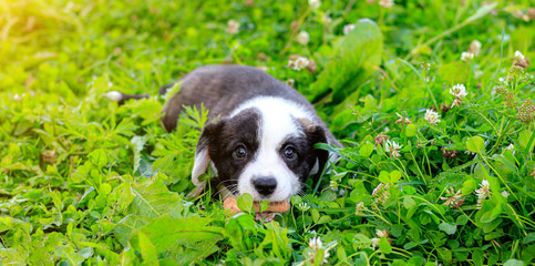 Wall Mural - Puppy Welsh Corgi cardigan is lying on the grass. A pet. A beautiful thoroughbred dog. The concept of the artwork for printed materials. Article about dogs. A small puppy on a walk . Corgi dog. Green