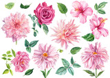 Fototapeta Sypialnia - Set of watercolor flowers and leaves, pink dahlia, rose, hibiscus, isolated white background, botanical illustration