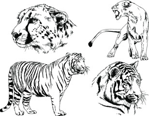 set of vector drawings on the theme of predators tigers are drawn by hand with ink tattoo logos