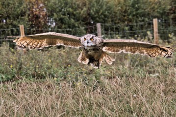 Canvas Print - An Eagle Owl in flight