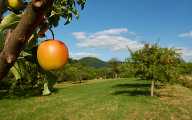 Wall Mural - Apple (Malus) on a fruit tree, the fruit is ripe the brown branch protrudes diagonally through the picture, green meadow with lots of plants, castle on a hill in the distance. Germany, Swabian Alb .