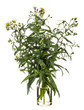 Erigeron annuus (annual fleabane or daisy fleabane) in a glass vessel on a white background