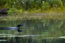 Common Loon Swimming In Canadian Lake