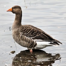 A Picture Of A Greylag Goose