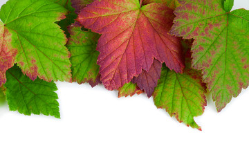 Wall Mural - Colorful fall leaves of black currant isolated on a white background. Top view.