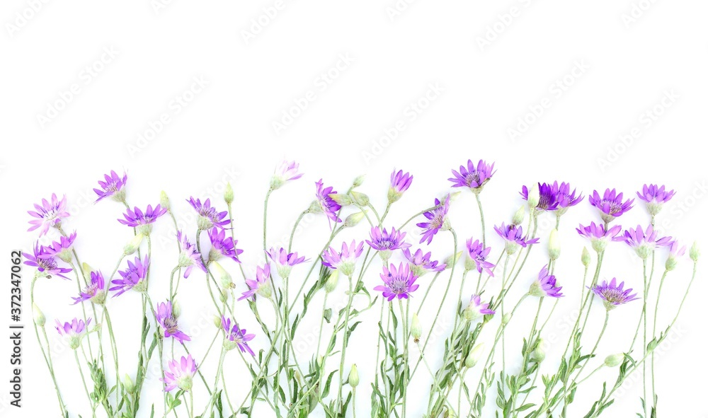 Xeranthemum annuum flowers, isolated on white, also known as the annual everlasting or immortelle, is a symbol of eternity and immortality. Copy space. - obrazy, fototapety, plakaty 