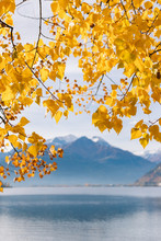 The Yellow Leaves In Autumn Of A Deciduous Tree On The Lake Side With Snowy Mountains In The Background