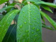 water drops on green leaf, fresh mint leaves, mango tree leaf,  green mango plant.