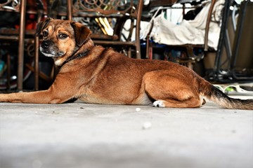 Dog on concrete