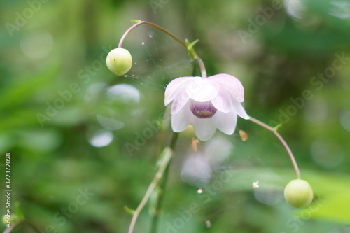 森の妖精のようなレンゲショウマの花 Buy This Stock Photo And Explore Similar Images At Adobe Stock Adobe Stock