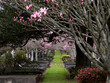 Te Henui cemetary New Plymouth New Zealand with grass path and flowering trees 