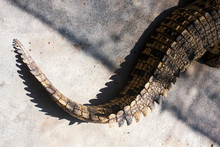 The Tail Of A Crocodile