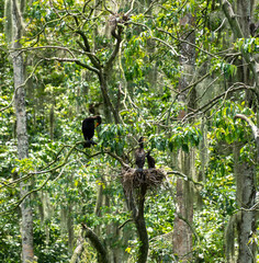 crow on a tree