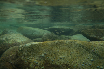 underwater rocks and plants