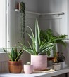 group of plants in  pots in white room