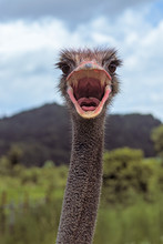 Ostrich With Crazy Look