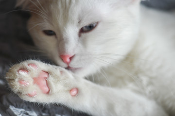 White Scottish fold kitten with blue eyes shows her paws