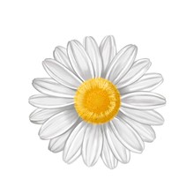 Hand Drawn Of Daisy Flower On A White Background. Botanical Illustration. Look Like Real.