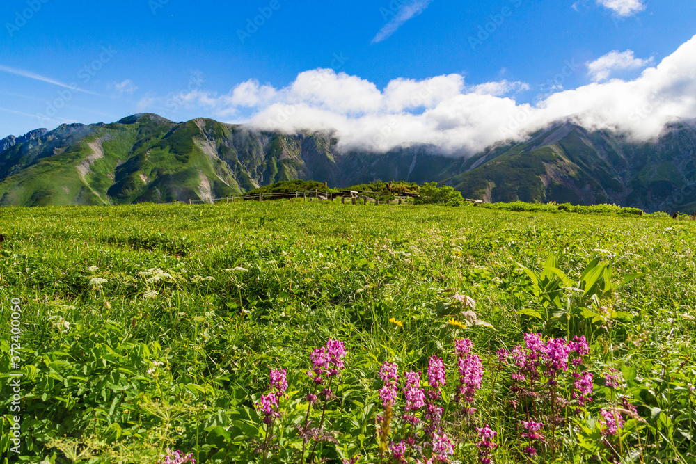 北アルプス 立山 室堂 立山連峰と高山植物 372400050 Canvas