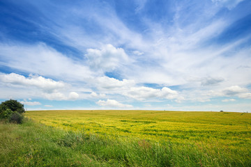 Poster - Wheatfield with a beautiful cloudy sky. Beautiful nature
