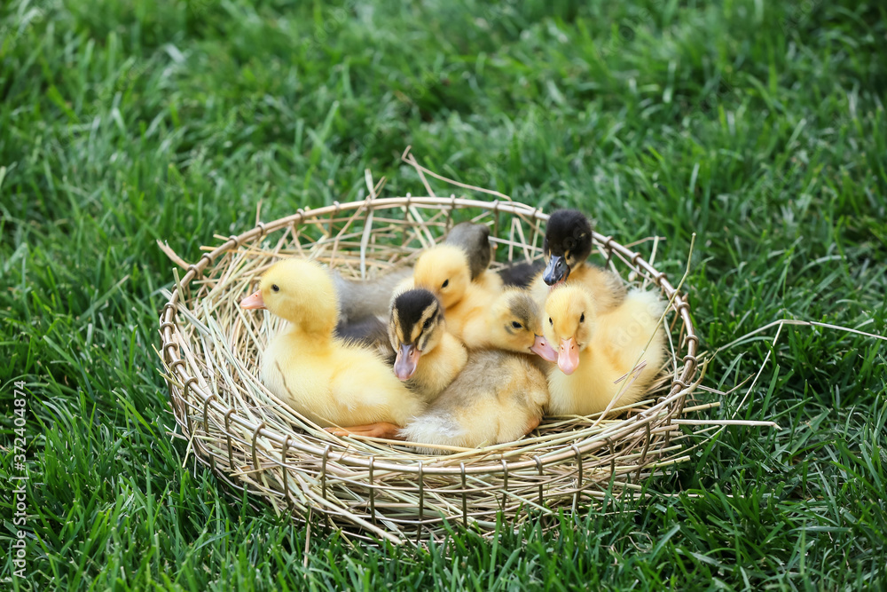 Cute ducklings in basket on green grass