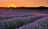 Fototapeta Kwiaty - Sunset at lavender fields in Brihuega
