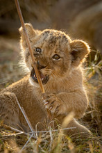 Vertical Backlit Portrait Of Cute Baby Lion Cub Playing With A Stick Kruger Park South Africa
