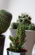 © dainav - Beautiful little green cactus plant in white and silver flowerpot. Many cactus for indoor, room decoration. Gardening