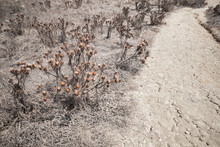 Dry Thorny Flowers Grow Along Dusty Rural Road