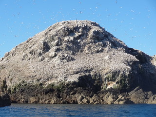 Canvas Print - Les 7 Iles, Réserve ornithologique, , Fous de Basson, Perros Guirec, Bretagne, France