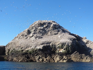 Poster - Les 7 Iles, Réserve ornithologique, , Fous de Basson, Perros Guirec, Bretagne, France