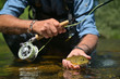 fly fisherman in summer catching brown trout fishing in a mountain river