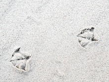 Seagull Footprints On Sand